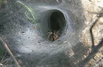 Spider in tunnel web, Turkey
