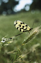 Lace-wing Butterfly (Nemoptera sinuata) on grass, Turkey