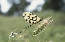 Lace-wing Butterfly (Nemoptera sinuata), Turkey