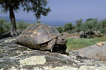 Mediterranean Spur-thighed Tortoise (Testudo graeca) threatened, Greece
