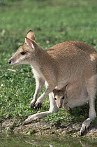 Agile Wallaby (Macropus agilis) with joey in pouch