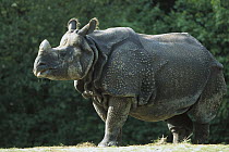 Indian Rhinoceros (Rhinoceros unicornis), native to India
