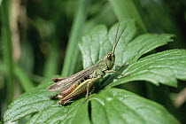 Grasshopper (Stenobothrus sp) on leaf, Germany