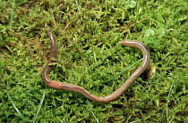 Common Earthworm (Lumbricus terrestris) in vegetation, Germany