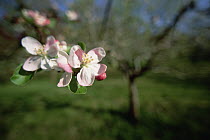 Apple (Malus sp) tree in blossom, Germany