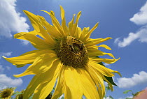 Common Sunflower (Helianthus annuus) with blue sky and clouds
