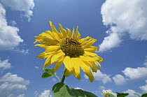 Common Sunflower (Helianthus annuus) with blue sky and clouds behind