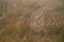 Dew-covered spider web in meadow