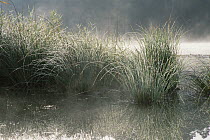 Dew-covered grass at lake, Bavaria, Germany