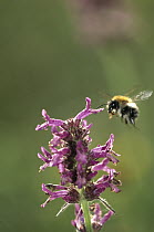 Wood Betony (Betonica officinalis) flower attracting bee