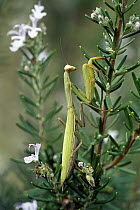 European Mantid (Mantis religiosa) female, Italy