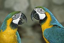 Blue and Yellow Macaw (Ara ararauna) captive pair
