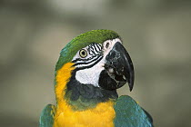 Blue and Yellow Macaw (Ara ararauna) portrait