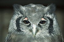 Verreaux's Eagle-Owl (Bubo lacteus) portrait, Europe