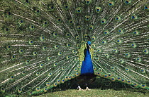 Indian Peafowl (Pavo cristatus) male in courtship display, Asia