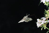 Convolvulus Hawk-moth (Agrius convolvuli) at flowers, Italy