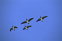 Barnacle Goose (Branta leucopsis) flock of four flying, Germany