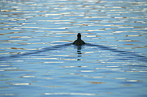 Coot (Fulica atra) swimming away, Germany