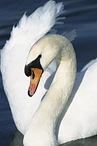 Mute Swan (Cygnus olor) close-up portrait, Europe