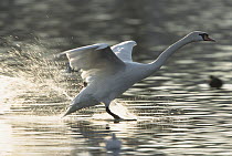 Mute Swan (Cygnus olor) landing on water, Europe