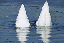 Mute Swan (Cygnus olor) pair feeding and diving, Europe