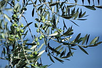 Olive (Olea europaea) tree with fruit, Italy