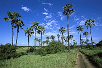 Borassus Palm (Borassus bellidiformis) along dirt road, Tarangire National Park, Tanzania