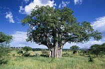 Baobab (Adansonia digitata), Tarangire National Park, Tanzania