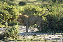 African Lion (Panthera leo) male setting scent mark, Serengeti, Tanzania