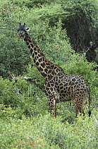 Rothschild Giraffe (Giraffa camelopardalis rothschildi), Lake Manyara National Park, Tanzania