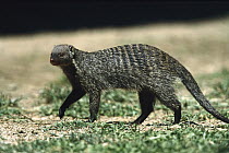 Banded Mongoose (Mungos mungo), Africa