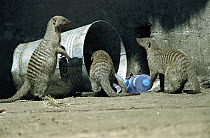 Banded Mongoose (Mungos mungo) three at trash can, Serengeti, Africa