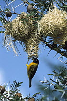 Lesser Masked Weaver (Ploceus intermedius) male at nest in Thorn Acacia, Serengeti, Africa