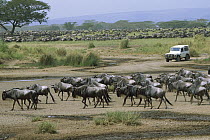 Blue Wildebeest (Connochaetes taurinus) herd migrating past safari vehicle, Serengeti, Africa