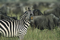 Burchell's Zebra (Equus burchellii) male, Serengeti National Park, Tanzania