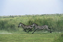 Burchell's Zebra (Equus burchellii) pair running, Serengeti National Park, Tanzania