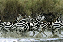 Burchell's Zebra (Equus burchellii) herd running through water, Serengeti National Park, Tanzania