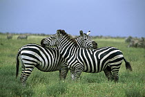 Burchell's Zebra (Equus burchellii) pair resting, Serengeti National Park, Tanzania