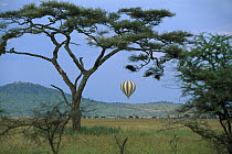 Acacia (Acacia sp) trees and hot air balloon, Serengeti, Tanzania