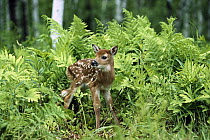 White-tailed Deer (Odocoileus virginianus) fawn standing in ferns, North America