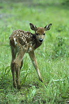 White-tailed Deer (Odocoileus virginianus) fawn standing in spring meadow, North America