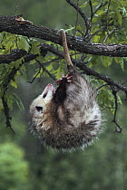 Virginia Opossum (Didelphis virginiana) female hanging in tree by prehensile tail, North America