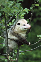 Virginia Opossum (Didelphis virginiana) female in tree, North America