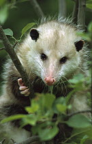 Virginia Opossum (Didelphis virginiana) female portrait in tree, North America