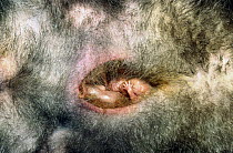 Virginia Opossum (Didelphis virginiana) young in mother's pouch, will nurse for three months before emerging, North America