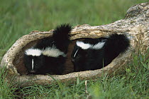 Striped Skunk (Mephitis mephitis) kit pair in a log, North America