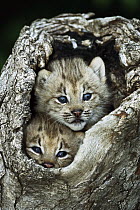 Canada Lynx (Lynx canadensis) kitten pair peering out from hollow log, North America