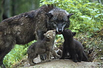 Timber Wolf (Canis lupus) mother with two pups begging for food at den entrance, Pine County, Minnesota