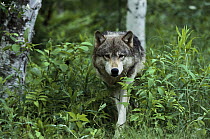 Timber Wolf (Canis lupus) walking through forest, Pine County, Minnesota
