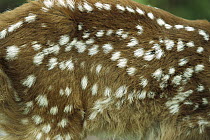 White-tailed Deer (Odocoileus virginianus) fawn, spotted coat detail, North America